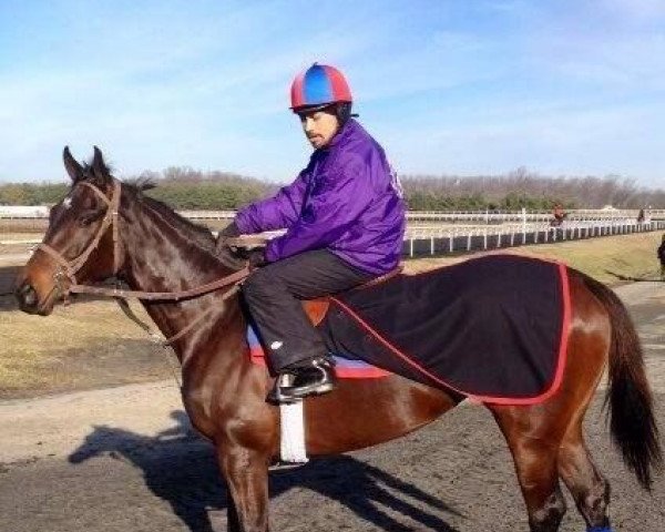 broodmare Harley Rose xx (Thoroughbred, 2011, from Henrythenavigator xx)