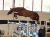 jumper Adlando Forever by HaB (German Sport Horse, 2014, from Andiamo)