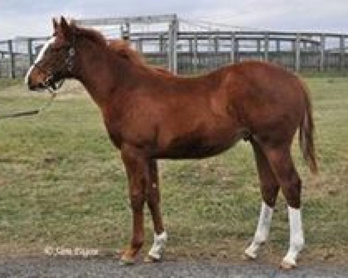 horse Mohallel xx (Thoroughbred, 2014, from Kitten's Joy xx)