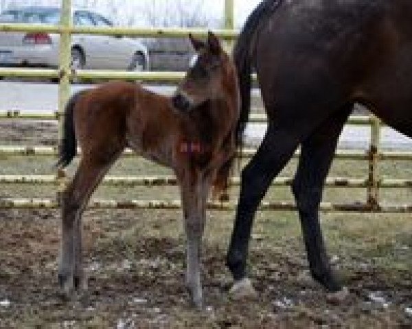 horse Stute von Kitten´s Joy xx (Thoroughbred, 2014, from Kitten's Joy xx)