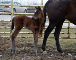 horse Stute von Kitten´s Joy xx (Thoroughbred, 2014, from Kitten's Joy xx)