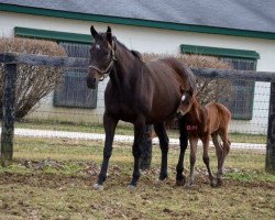 broodmare Pressurizing xx (Thoroughbred, 2010, from Henrythenavigator xx)