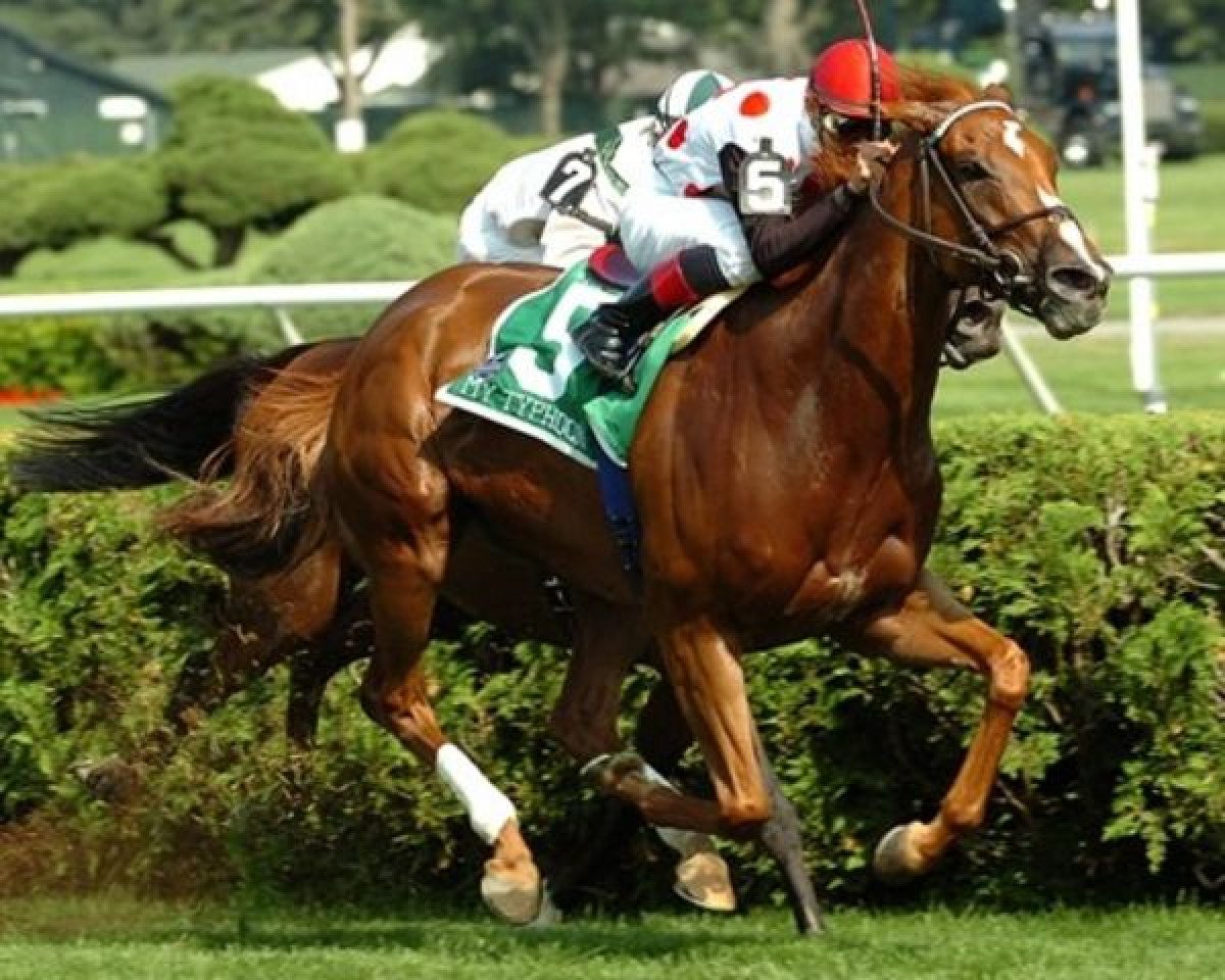 Pferd Souper Spectacular xx (Englisches Vollblut, 2007, von Giant's Causeway xx)