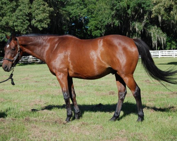 broodmare Treasure Trail xx (Thoroughbred, 2006, from Pulpit xx)