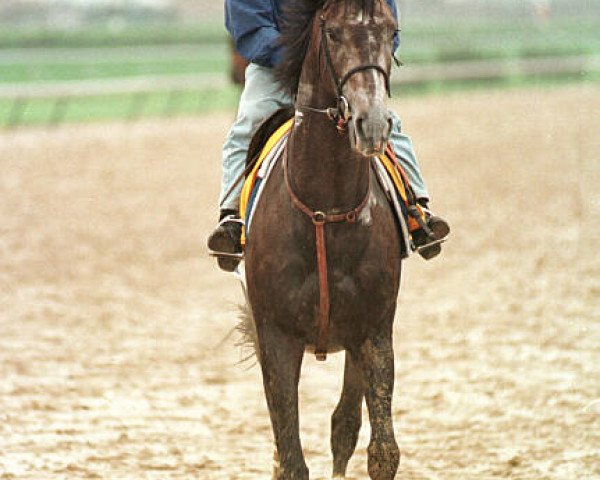 stallion Aljabar xx (Thoroughbred, 1996, from Storm Cat xx)