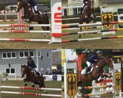 jumper Kayanty van Goudveerdegem (Belgian Riding Pony, 2006, from Calipso van de Vondelhoeve)