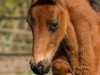 dressage horse First Fellini (Westphalian, 2017, from Federico Fellini)