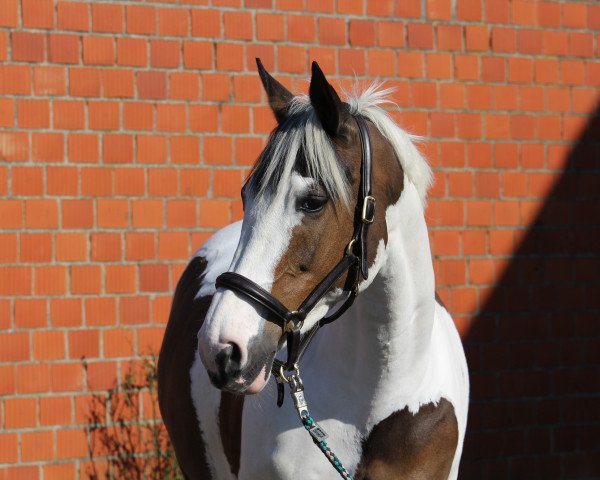 Springpferd Sanyorina T (Deutsches Reitpferd, 2007, von Sanyo)