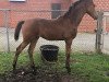 broodmare Cascaya 95 (Hanoverian, 2017, from Comte)