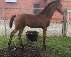 broodmare Cascaya 95 (Hanoverian, 2017, from Comte)