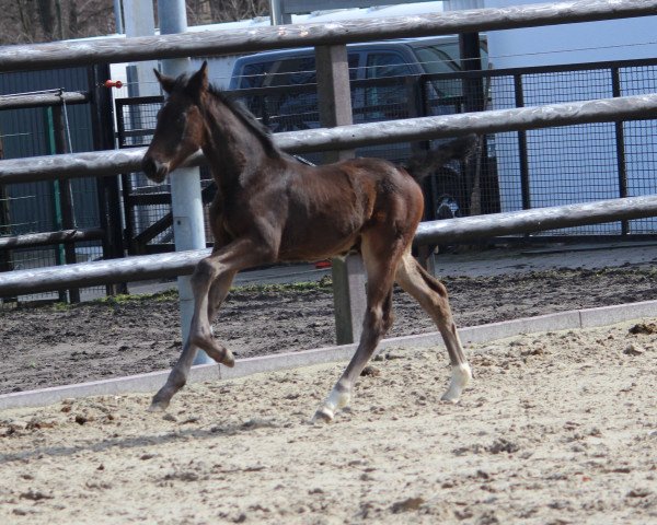 dressage horse Despacito (Westphalian, 2018, from Diamond Hit)