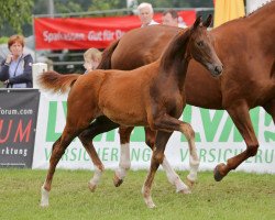 broodmare Estelle (Westphalian, 2014, from Fürst Heinrich)