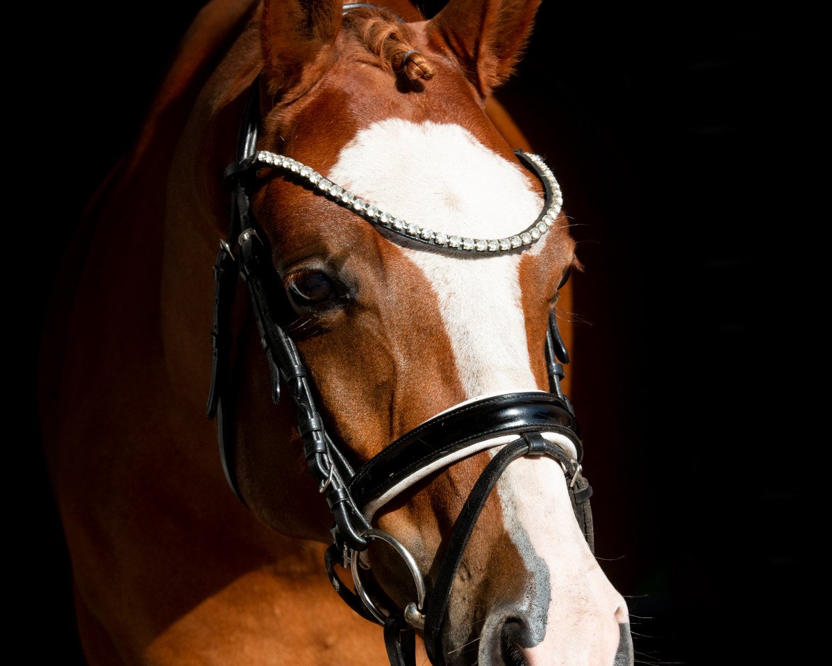 Dressurpferd Devil Inside H (Deutsches Reitpony, 2014, von Dax)
