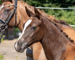 Zuchtstute Petit Hope in my Heart (Deutsches Reitpony, 2018, von Numerus Clausus)