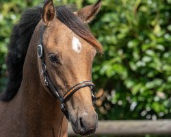 dressage horse Petit Giorgio Armani (German Riding Pony, 2017, from Golden West NRW)