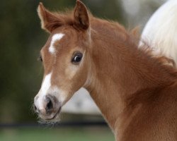 Pferd Rockme Amadeus KB (Deutsches Reitpony, 2017, von Oosteinds Ricky)