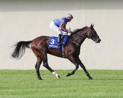 stallion De Coronado xx (Thoroughbred, 2013, from Street Cry xx)