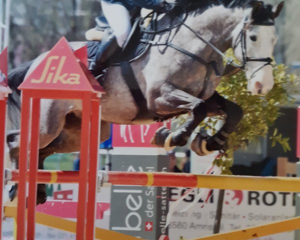 Springpferd Kilkenny III (Irish Sport Horse, 2012, von Ars Vivendi)