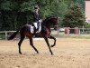 dressage horse Artistix (Oldenburg, 2014, from Astrix)