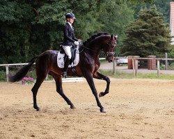 dressage horse Artistix (Oldenburg, 2014, from Astrix)