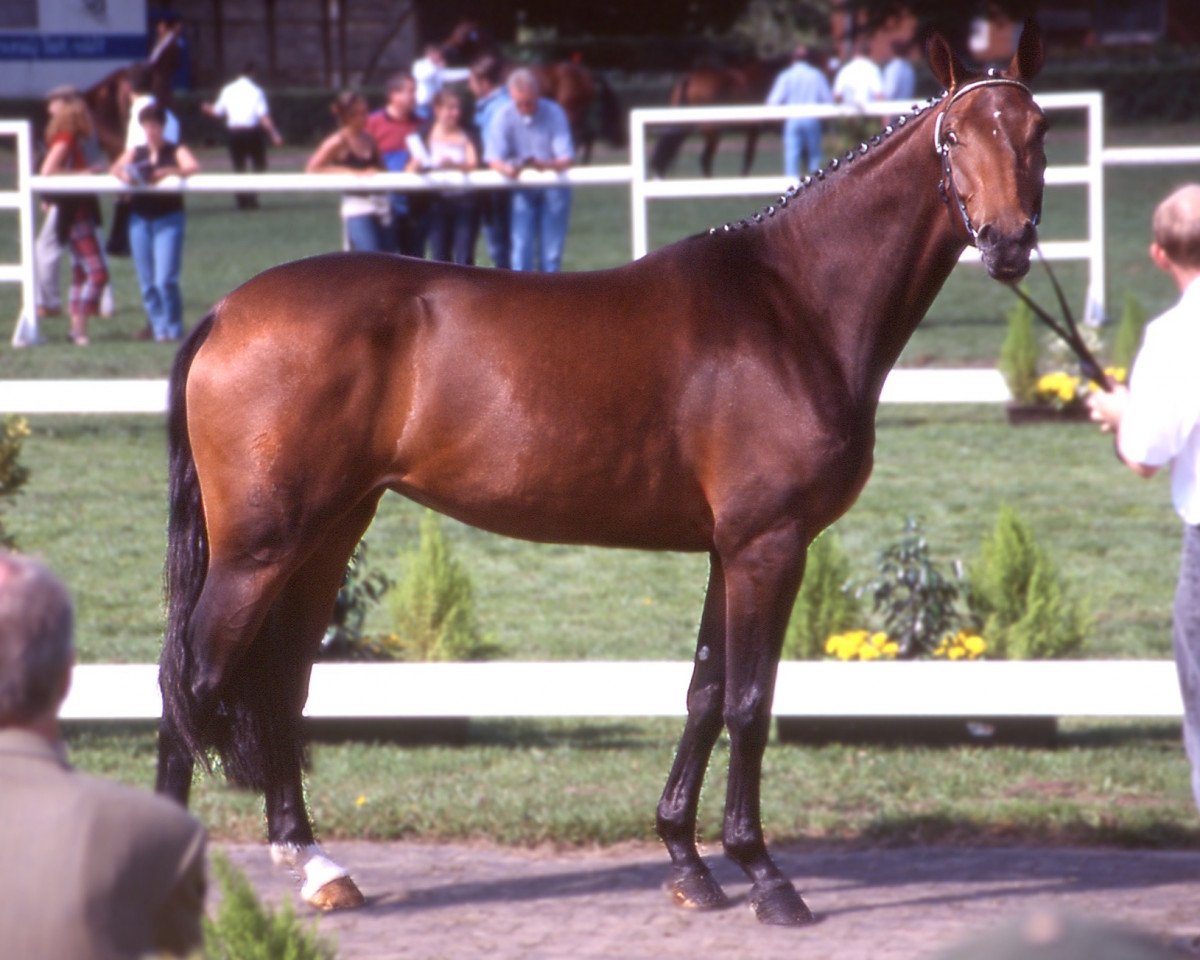 broodmare Florentine (Westphalian, 1997, from Florestan I)
