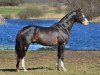 stallion Luxus CML (Swedish Warmblood, 2007, from Florencio I)