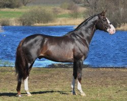 Deckhengst Luxus CML (Schwedisches Warmblut, 2007, von Florencio I)