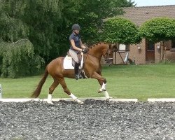 dressage horse Jazzling Feet (KWPN (Royal Dutch Sporthorse), 2014, from Wynton)