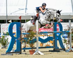 jumper Tipkom's Sparta (Oldenburg show jumper, 2012, from Spartacus TN)