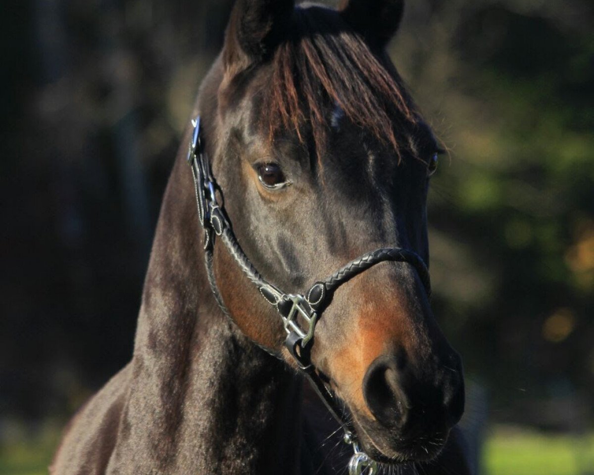 broodmare Summernight B (Hanoverian, 2009, from Soliman)
