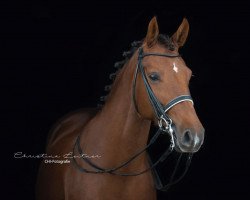 dressage horse Showny (Pony without race description, 2010, from Chantre 31)