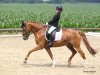 stallion Okay Top Oh Two (German Riding Pony, 2007, from Okay Big Bambu)