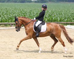 stallion Okay Top Oh Two (German Riding Pony, 2007, from Okay Big Bambu)