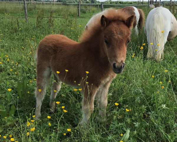 Deckhengst Schoko (Shetland Pony (unter 87 cm), 2018, von Many Minis Ultimo)