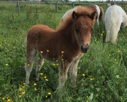 Pferd Schoko (Shetland Pony (unter 87 cm), 2018, von Many Minis Ultimo)