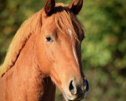 dressage horse Hesselteichs Aram Sam Sam (German Riding Pony, 2014, from A Gorgeous)