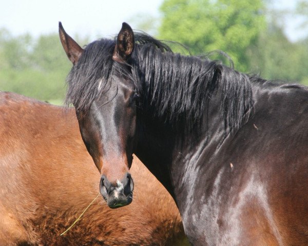 dressage horse Fool in Love (Oldenburg, 2015, from Blue Hors Farrell)