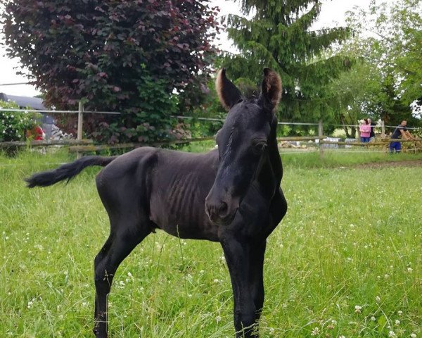 broodmare Fünkchen (Trakehner, 2018, from Schwarzgold)