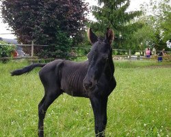 Zuchtstute Fünkchen (Trakehner, 2018, von Schwarzgold)