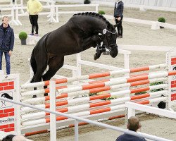 stallion Ventador (Hanoverian, 2015, from Vigo d'Arsouilles)