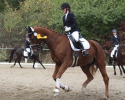 dressage horse Dee Brown (Hanoverian, 2005, from Don Vino)