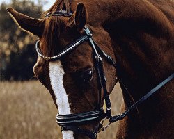 dressage horse Agassi (Oldenburg, 2001, from Argentinus)