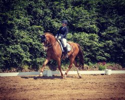 dressage horse Soli Red Pepper (Hanoverian, 2009, from Soliman)