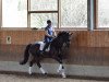 dressage horse Coco D'Amour (Hanoverian, 2012, from Christ)