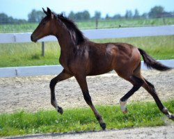 dressage horse Mercedes RR (German Sport Horse, 2018, from For Romance 2)