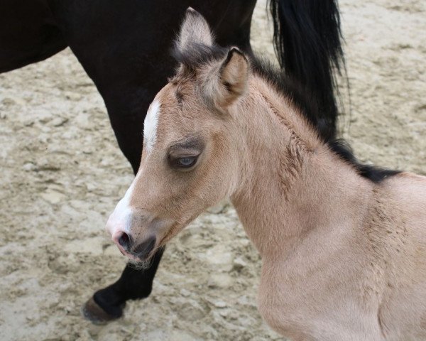 dressage horse Dora Diamant (German Riding Pony, 2018, from Diamond Touch NRW)