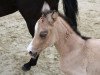 dressage horse Dora Diamant (German Riding Pony, 2018, from Diamond Touch NRW)