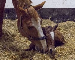 jumper Caprice (Hanoverian, 2018, from Comme le père)