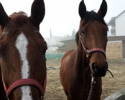 jumper Safira (Hanoverian, 2010, from Satisfaction FRH)