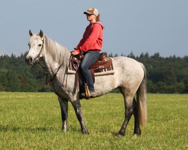 Pferd Barrigorne Lady (Connemara-Pony, 2013)